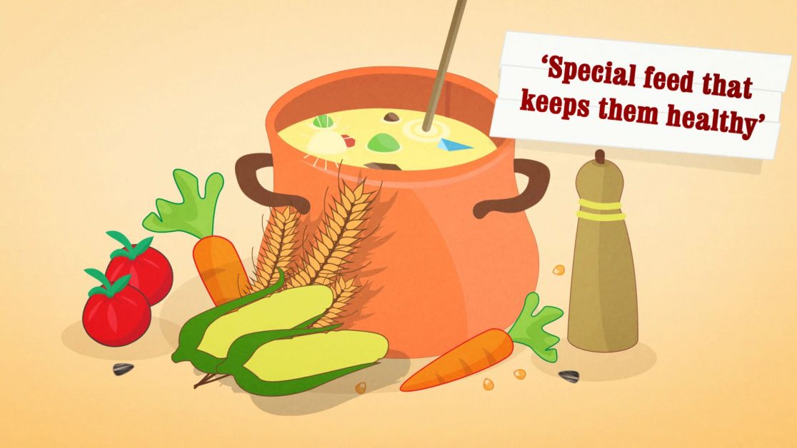 Happy hens - Brand explainer video image